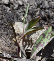 Erythronium propullans