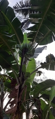 Musa × paradisiaca