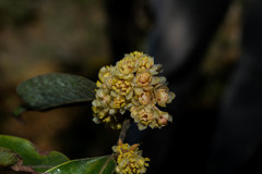 Litsea glaucescens
