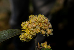 Litsea glaucescens