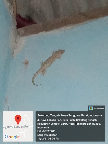 Tokay Gecko — seen at this dive site
