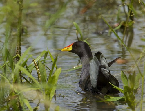 Gallineta chica (Paragallinula angulata)