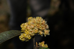 Litsea glaucescens