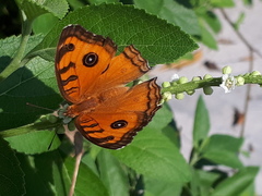 Junonia almana javana