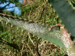 Duplachionaspis exalbida