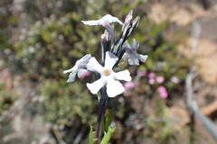 Chascanum