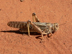 Locustana pardalina