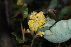 Litsea glaucescens