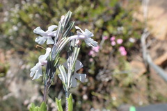 Chascanum