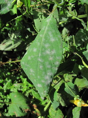 Podosphaera balsaminae