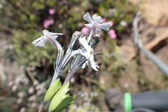 Chascanum