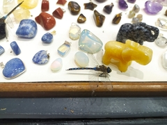 Rhionaeschna absoluta