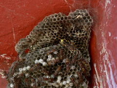 Polistes africanus