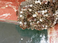 Polistes africanus