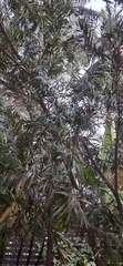 Angiospermae