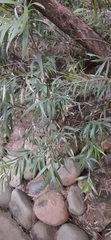 Angiospermae
