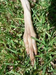 Pedetes capensis