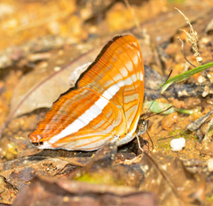 Adelpha calliphane