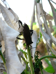 Anoplocnemis curvipes
