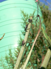 Anoplocnemis curvipes