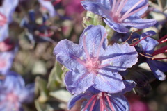 Lobostemon echioides