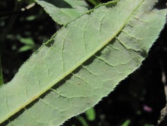 Erysiphe azaleae