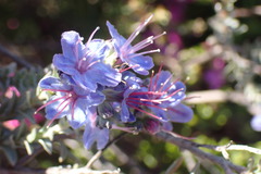 Lobostemon echioides