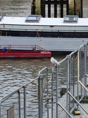 Chroicocephalus ridibundus