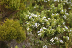 Psoralea obliqua