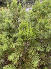 Widdringtonia nodiflora