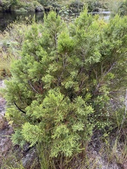 Widdringtonia nodiflora