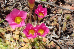 Oxalis inaequalis
