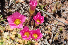 Oxalis inaequalis