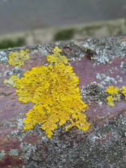 Xanthoria parietina