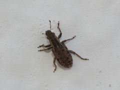 Sitona macularius