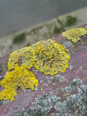 Xanthoria parietina
