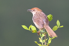 Cisticola aberrans minor