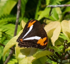 Adelpha capucinus velia