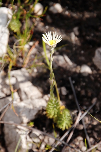 Image of Osmitopsis afra by (c) Tony Rebelo, some rights reserved (CC BY-SA)