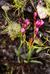 Thereianthus minutus