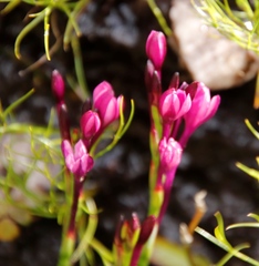 Thereianthus minutus