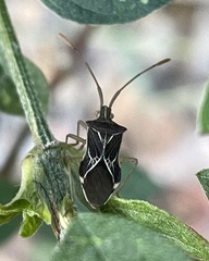 Cletoliturus lituripennis