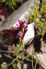 Thereianthus minutus