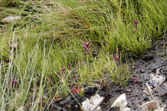 Thereianthus minutus