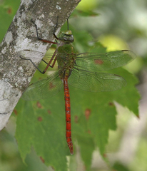 Anax longipes