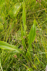 Hypoxis colchicifolia