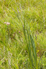 Hypoxis rigidula