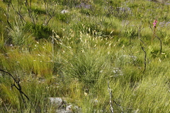 Bobartia gladiata