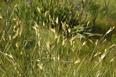Bobartia gladiata