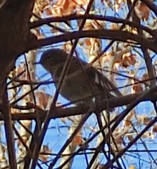 Phylloscopus collybita